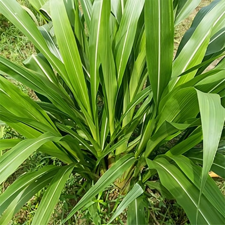গুয়েতমালা