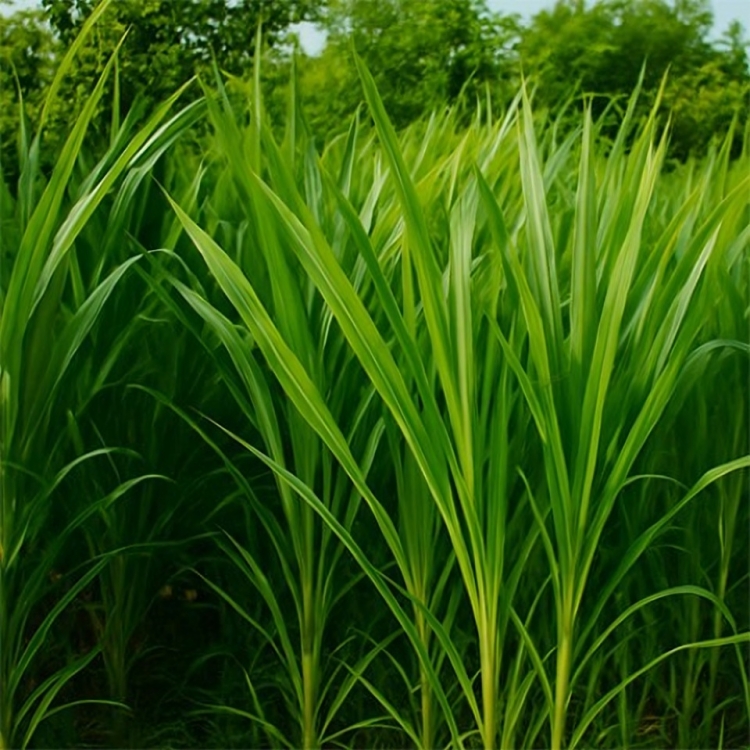 গুয়েতমালা