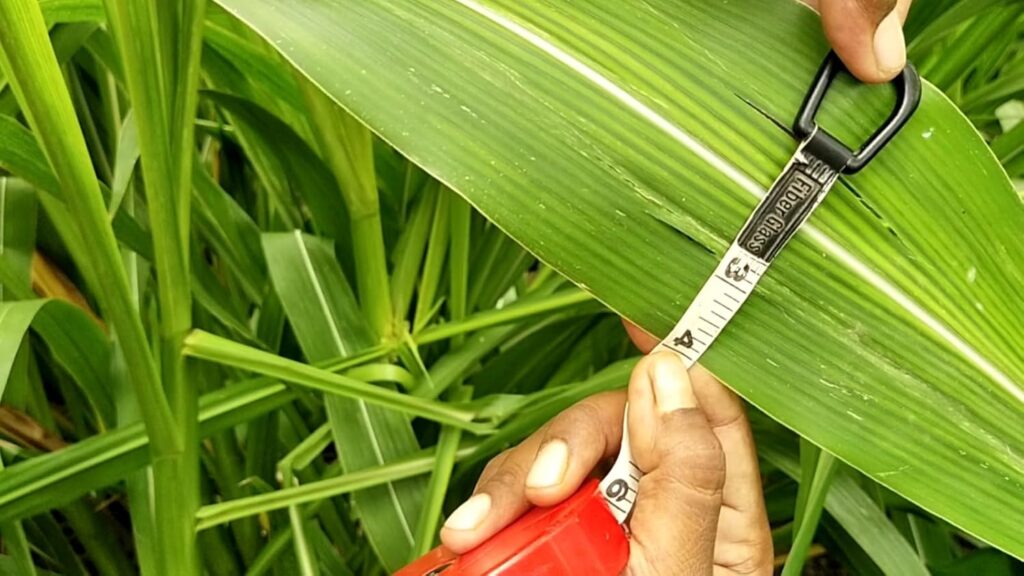 গুয়েতমালা