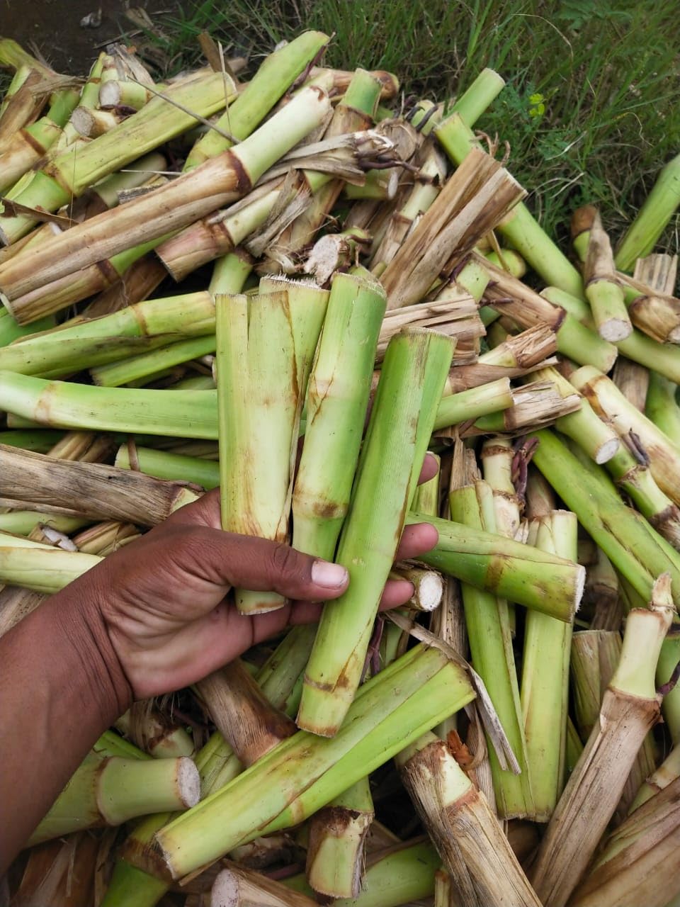 গুয়েতমালা