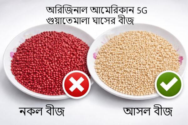 গুয়েতমালা ঘাসের বীজ